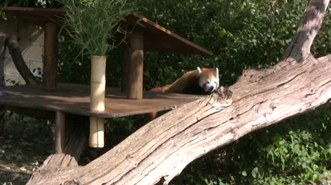 Red panda long shot 스톡 동영상 28396454