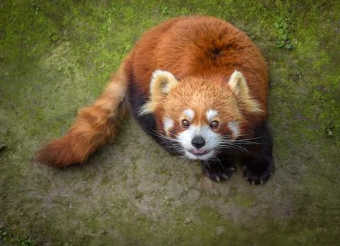 Red panda looking up Stock Photos