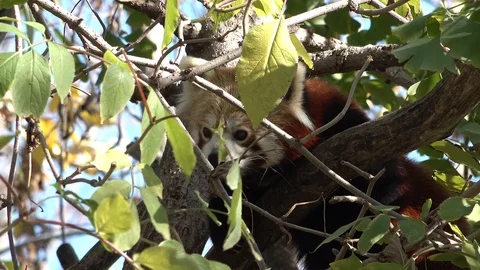 Red panda looks behind leafs Stock Footage 120341731
