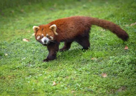 Red panda looks at camera Stock Photos