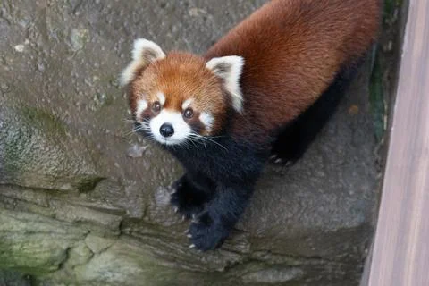 Red Panda looks at the camera Stock Photos