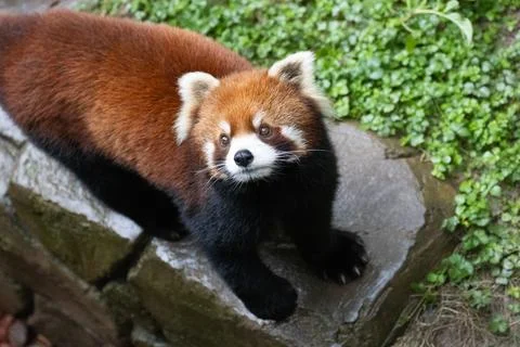 Red Panda looks at the camera Stock Photos