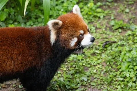 Red Panda looks at the camera Stock Photos