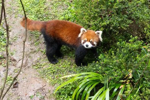 Red Panda looks at the camera Stock Photos
