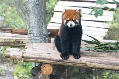 Red Panda looks at the camera Stock Photos