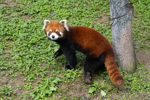 Red Panda looks at the camera Stock Photos