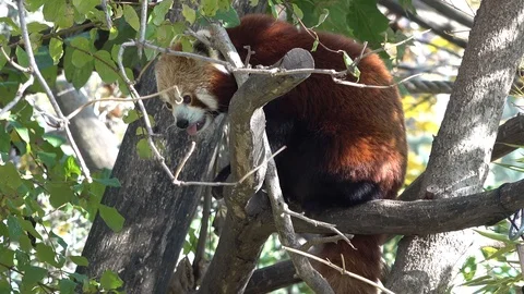 Red panda looks from tree Stock Footage 120342476