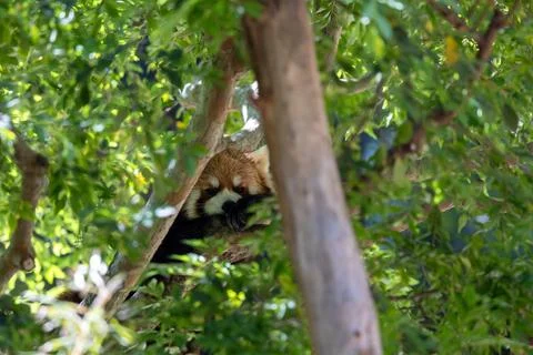 Red panda lounging in a tree Stock Photos