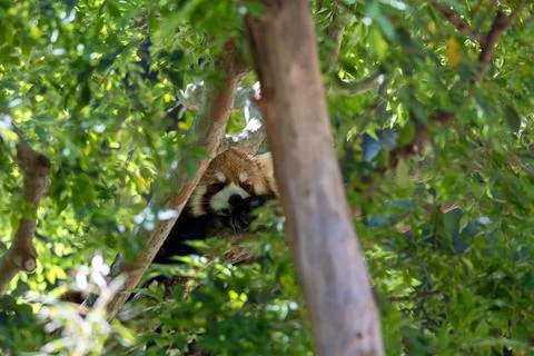 Red panda lounging in a tree Stock Photos