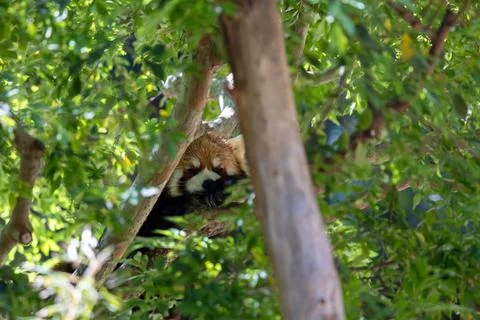 Red panda lounging in a tree Stock Photos