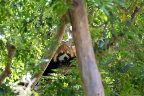 Red panda lounging in a tree Stock Photos