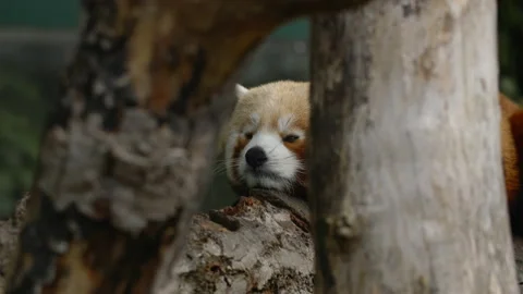 Red Panda lying on branch between two branches Stock Footage 162485768