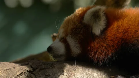 Red Panda lying on branch Close up side profile Stock Footage 162487501