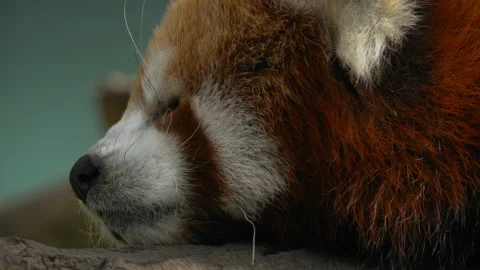 Red Panda lying on branch Extreme Close up side profile Stock Footage 162487217