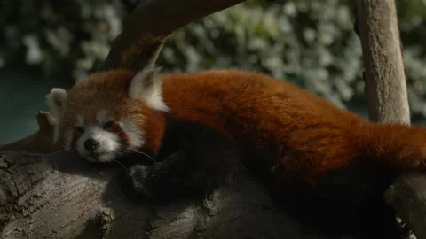 Red Panda lying on branch as sun shines Side Profile Stock Footage 162487502