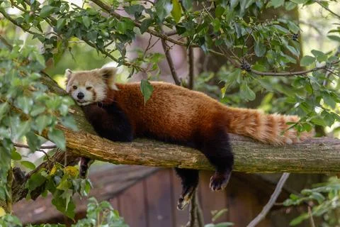 Red panda lying flat on a tree branch looking at the camera Stock Photos