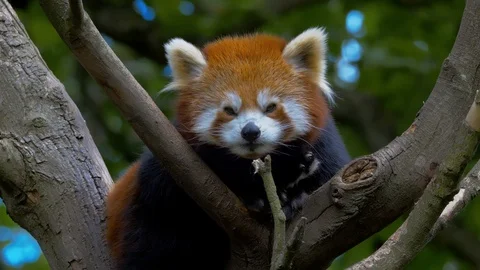 Red Panda lying in tree and licking mouth Video stock 114975011