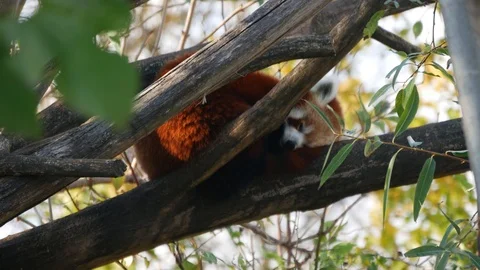 Red panda lying on tree Video stock 94129122