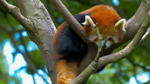 Red Panda lying in tree with head hanging down Stock Footage 114983285