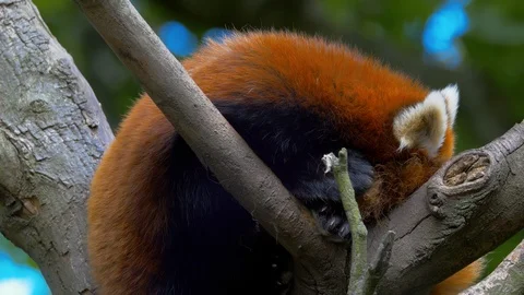 Red Panda moving position as it sleeps in a tree (Close up) Stock Footage 114634634