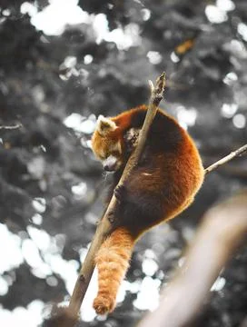Red panda napping in a branch tree Stock Photos