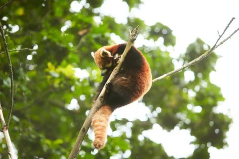 Red panda napping in a branch tree Stock Photos