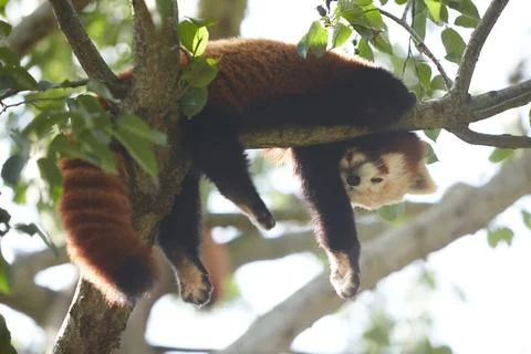 Red panda napping on a branch tree in the Zoo Stock Photos