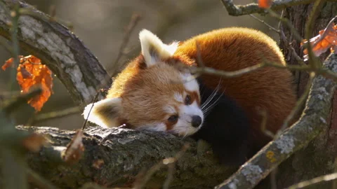 Red panda napping on tree branch Stock-Footage 322510542