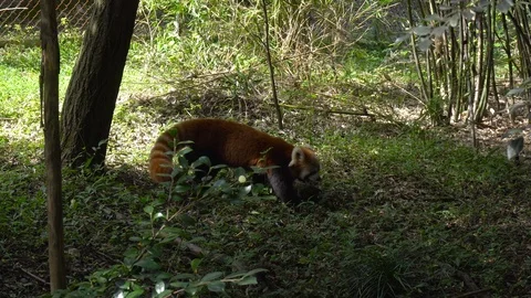 Red Panda In The Nature Stock Footage 118156620