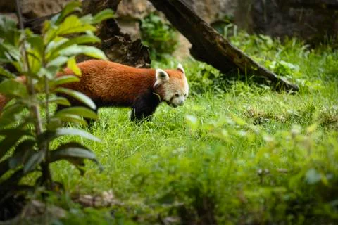 Red panda in nature Stock Photos