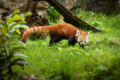 Red panda in nature Stock Photos