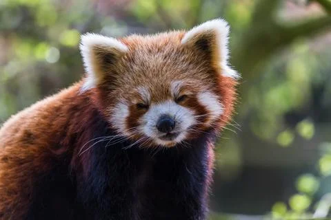 Red Panda opens its eyes Stock Photos