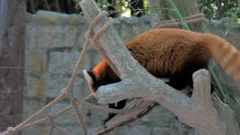 Red panda or Lesser panda or Red bear-cat or Red cat-bear in the Shanghai zoo. Stock Footage 134473666