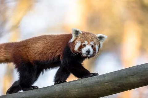 Red panda or Lesser panda, Ailurus fulgens, walking on a tree trunk Stock Photos