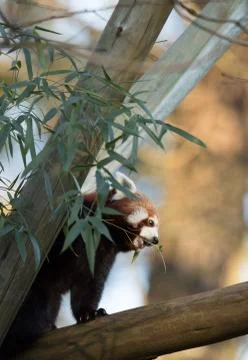 Red panda or Lesser panda, Ailurus fulgens, eating bamboo leaves Stock-Fotos