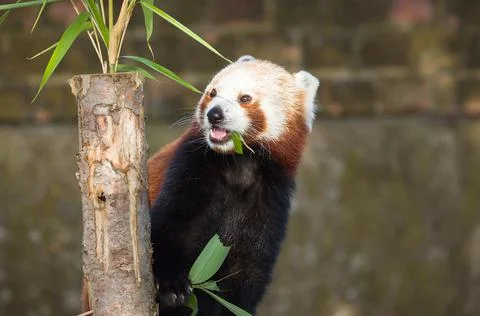 Red panda or lesser panda (ailurus fulgens) eating bamboo Stock Photos
