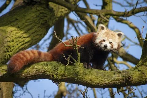 Red panda or lesser panda (ailurus fulgens) in a tree Stock Photos