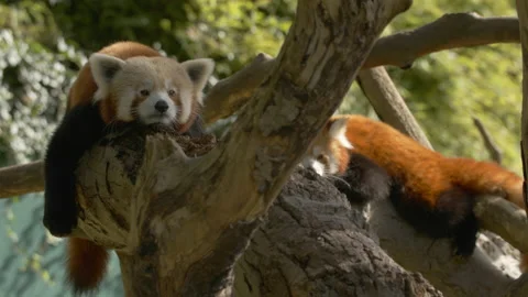 Red Panda pair lying on branches Stock Footage 162487724