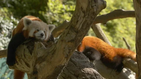 Red Panda pair lying on branches Stock Footage 162488118