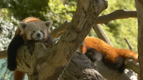 Red Panda pair lying on branches Stock Footage 162488524
