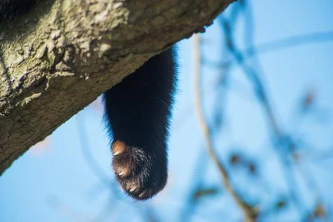 Red Panda Paw Stock Photos