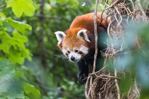 Red panda peeking behind a tree Stock Photos