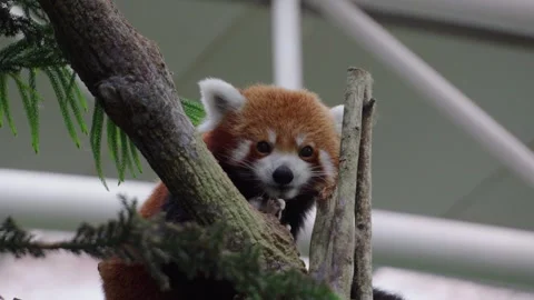 Red panda peeks from tree branches, curious and alert Stock Footage 331438611