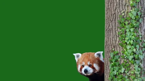 Red panda peers out of a tree on a green screen. Stock Footage 326873393