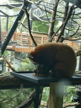 Red panda perched on a raised platform eating among branches in a spacious .. Stock Photos