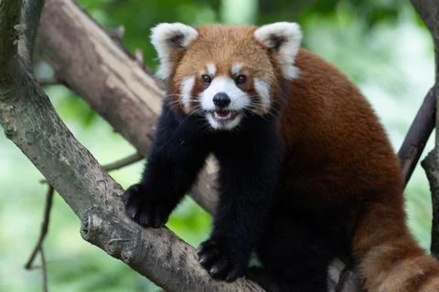 Red Panda Perched on a Tree Branch Stock Photos