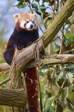 Red panda perched in tree Stock Photos
