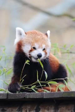 Red panda Stock Photos