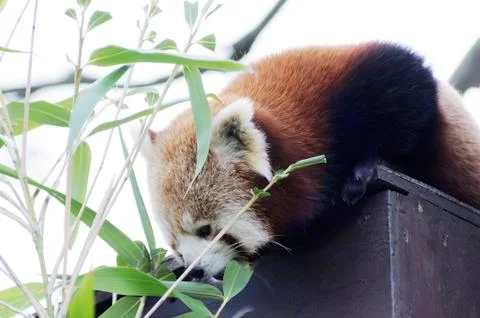 Red panda Stock Photos
