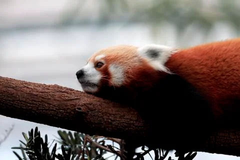 Red Panda Stock Photos
